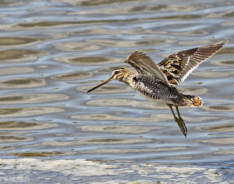 Common Snipe Gallinago gallinago,Maagan Michael, 04-10-13   Lior Kislev